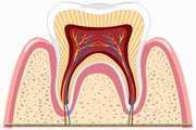 Comparison the differentiate ability of wisdom tooth follicle stem cells into nerve and bone tissue