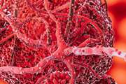Enhancing in vitro osteogenic differentiation of mesenchymal stem cells via sustained dexamethasone delivery in 3D-Printed hybrid scaffolds based on polycaprolactone-nanohydroxyapatite/alginate-gelatin for bone regeneration