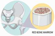  Efficacy of iranian-made bone substitutes for regeneration of rabbit calvarial bone defects: cenobone versus the ITB 