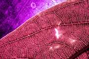  Gene expression of one important microRNA in blood and tissue samples of oral squamous cell carcinoma 